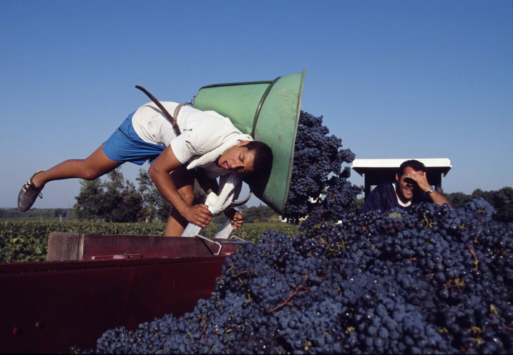 Château La Louvière vineyard