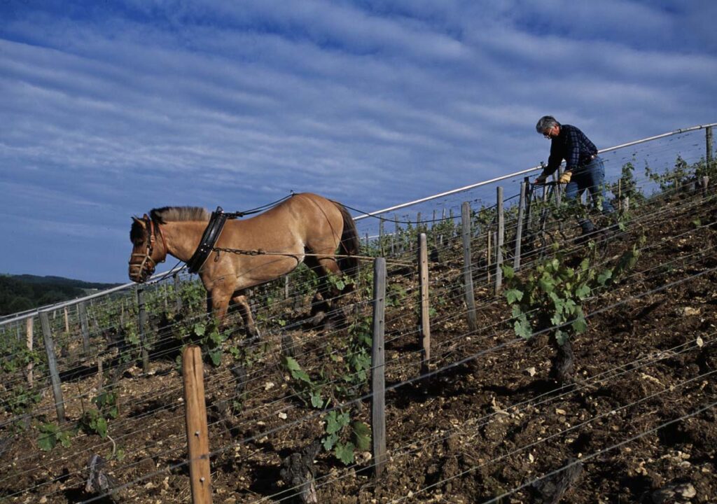 France, Bourgogne, Chablis