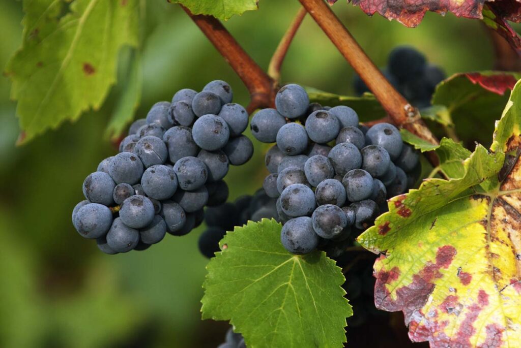 Pinot Noir grapes