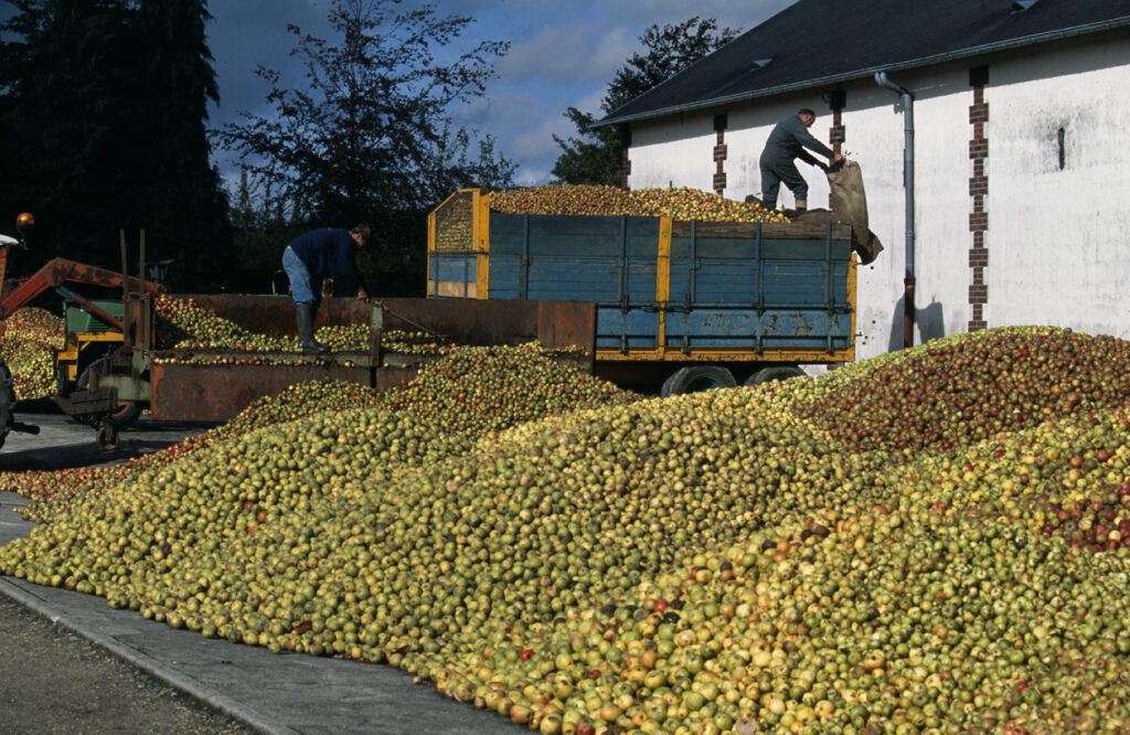 Calvados, harvested apples