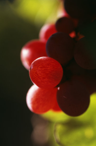 France, Alsace, Gewurztraminer grapes