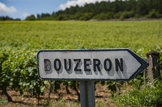 France, Bourgogne, Côte Chalonnaise. Bouzeron, home of the Aligoté grape