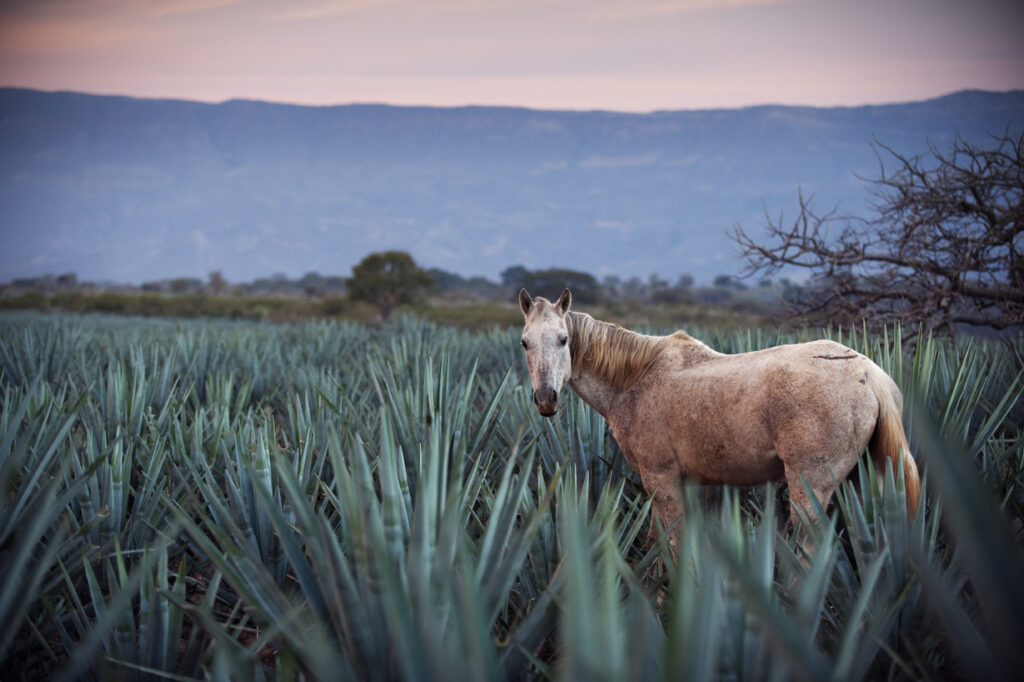 Horse in agave field, Mexico