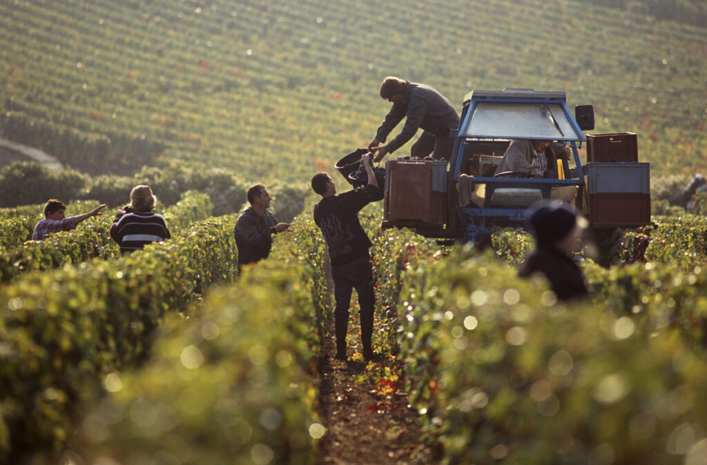 Harvest in Vosne-Romanée, Bourgogne